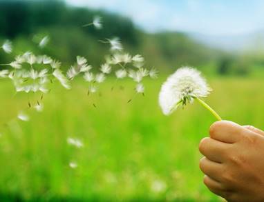 Une image contenant herbe, plante, racine de pissenlit, plein air

Description g�n�r�e automatiquement